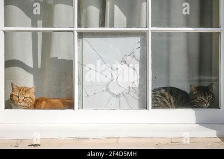 Katzen sitzen in einem Hausfenster in Saltaire, West Yorkshire. VEREINIGTES KÖNIGREICH. Eine Scheibe ist zerschlagen. Stockfoto