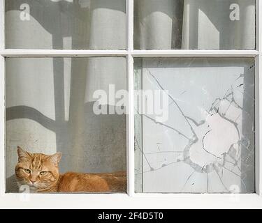 Katze sitzt in einem Hausfenster in Saltaire, West Yorkshire. VEREINIGTES KÖNIGREICH. Eine Scheibe ist zerschlagen. Stockfoto