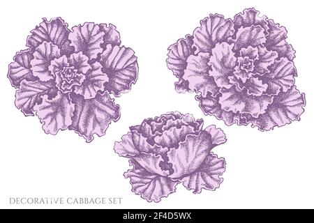 Vektor-Set von Hand gezeichnet Pastell dekorativen Kohl Stock Vektor
