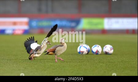 Crawleys neue fliegende Flügelspanner ein Paar ägyptischer Gänse wärmen sich vor dem Sky Bet League Two-Spiel zwischen Crawley Town und Walsall im People's Pension Stadium auf. Anscheinend kommen die Gänse zu diesem Zeitpunkt für ein Spiel im Jahr, aber die Angestellten wussten nicht, woher sie kommen, Crawley, Großbritannien - 16. März 2021 - nur für redaktionelle Zwecke. Keine Verkaufsförderung. Für Football-Bilder gelten Einschränkungen für FA und Premier League. Keine Nutzung des Internets/Handys ohne FAPL-Lizenz - für Details wenden Sie sich an Football Dataco Stockfoto