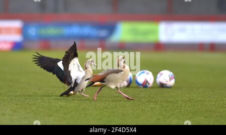 Crawleys neue fliegende Flügelspanner ein Paar ägyptischer Gänse wärmen sich vor dem Sky Bet League Two-Spiel zwischen Crawley Town und Walsall im People's Pension Stadium auf. Anscheinend kommen die Gänse zu diesem Zeitpunkt für ein Spiel im Jahr, aber die Angestellten wussten nicht, woher sie kommen, Crawley, Großbritannien - 16. März 2021 - nur für redaktionelle Zwecke. Keine Verkaufsförderung. Für Football-Bilder gelten Einschränkungen für FA und Premier League. Keine Nutzung des Internets/Handys ohne FAPL-Lizenz - für Details wenden Sie sich an Football Dataco Stockfoto