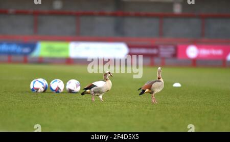 Crawleys neue fliegende Flügelspanner ein Paar ägyptischer Gänse wärmen sich vor dem Sky Bet League Two-Spiel zwischen Crawley Town und Walsall im People's Pension Stadium auf. Anscheinend kommen die Gänse zu diesem Zeitpunkt für ein Spiel im Jahr, aber die Angestellten wussten nicht, woher sie kommen, Crawley, Großbritannien - 16. März 2021 - nur für redaktionelle Zwecke. Keine Verkaufsförderung. Für Football-Bilder gelten Einschränkungen für FA und Premier League. Keine Nutzung des Internets/Handys ohne FAPL-Lizenz - für Details wenden Sie sich an Football Dataco Stockfoto