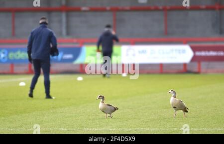 Crawleys neue fliegende Flügelspanner ein Paar ägyptischer Gänse wärmen sich vor dem Sky Bet League Two-Spiel zwischen Crawley Town und Walsall im People's Pension Stadium auf. Anscheinend kommen die Gänse zu diesem Zeitpunkt für ein Spiel im Jahr, aber die Angestellten wussten nicht, woher sie kommen, Crawley, Großbritannien - 16. März 2021 - nur für redaktionelle Zwecke. Keine Verkaufsförderung. Für Football-Bilder gelten Einschränkungen für FA und Premier League. Keine Nutzung des Internets/Handys ohne FAPL-Lizenz - für Details wenden Sie sich an Football Dataco Stockfoto