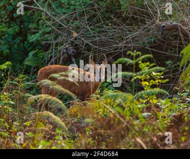 Ein bunter Hirsch guckt durch die Büsche (fotografiert in BR Hills Sanctuary, Karnataka, Indien) Stockfoto