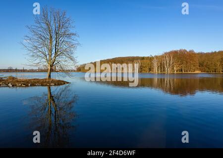 Landschaftlich schöner Blick auf einen See mit ruhigem Wasser und einer Spiegelung eines Baumes, der auf einer kleinen Insel wächst und im Hintergrund Wald am Horizont. Sonniger Tag. Stockfoto