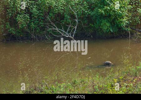 Eine Teichterrapin, die sich in der Sonne sonnt (fotografiert im BR Hills Sanctuary, Indien) Stockfoto