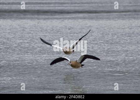 Ägyptische Gans entlang der Themse in North Woolwich, London Stockfoto