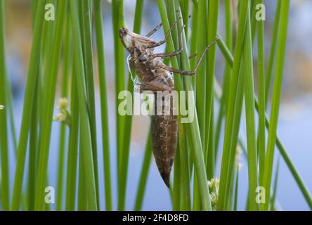 Haut nach Metamorphose von einer Drogonfly zurückgelassen Stockfoto