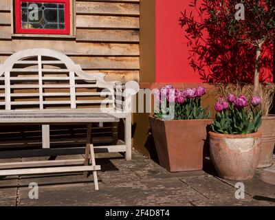 Sonnige Sitzecke im Garten mit Holzbank Lutyens Und Tisch gegen hölzerne verkleidete und rot bemalte Wand mit Blühende Tulpen in Terrakota-Töpfen Stockfoto