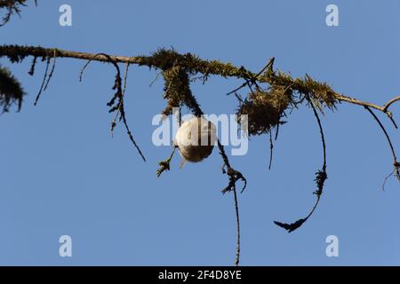 Goldwappen (Regulus regulus) Schwäbische Alpen Deutschland Stockfoto