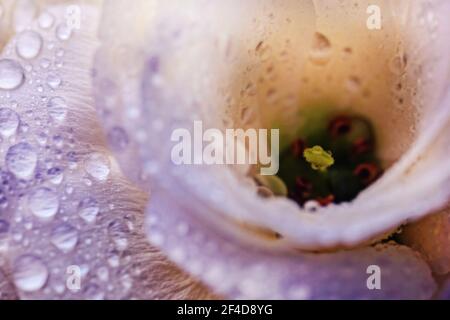 Echte hübsche Wassertropfen auf Blütenblättern der weißen eustoma Blume Stockfoto