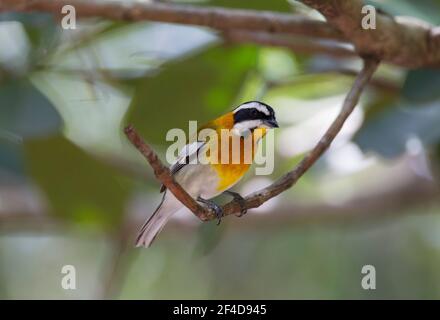 Gestreiftes Tanager, Spindalis zena, alleinstehend im Baum, Cayo Coco, Provinz Ciega de Avila, Kuba Stockfoto