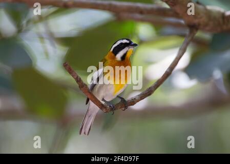 Gestreiftes Tanager, Spindalis zena, alleinstehend im Baum, Cayo Coco, Provinz Ciega de Avila, Kuba Stockfoto