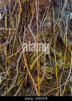 Nahaufnahme der Reben im Winter auf dem Stamm eines Baumes. Stockfoto