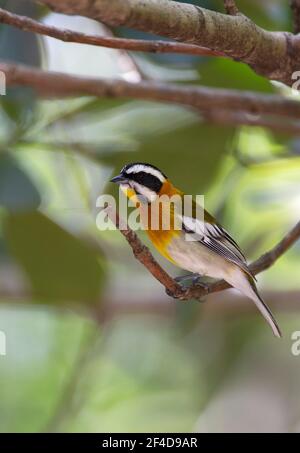 Gestreiftes Tanager, Spindalis zena, alleinstehend im Baum, Cayo Coco, Provinz Ciega de Avila, Kuba Stockfoto