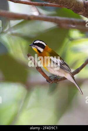 Gestreiftes Tanager, Spindalis zena, alleinstehend im Baum, Cayo Coco, Provinz Ciega de Avila, Kuba Stockfoto