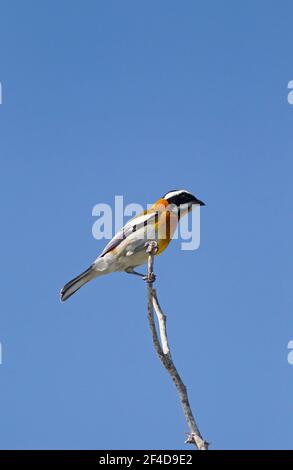 Gestreiftes Tanager, Spindalis zena, Single adult thront auf Ast gegen blauen Himmel, Cayo Coco, Ciega de Avila Provinz, Kuba Stockfoto