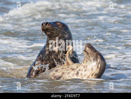 Ein Paar Graurobben (Halichoerus grypus), die zusammen in der Brandung spielen. Mit einem Flipper und Balz-Verhalten - Norfolk, UK Stockfoto