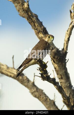 Amercan Kestrel, Falco sparverius, alleinerziehende Frau, die im Baum thront, Kuba Stockfoto