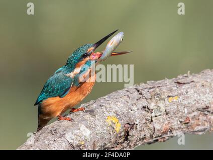 Eisvögel fangen und werfen einen Fisch zum Abendessen - Suffolk, England Stockfoto