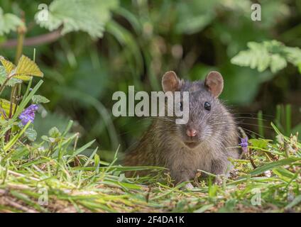 Nahaufnahme eines Porträts einer braunen Ratte (rattus norvegicus) in ihrem natürlichen Lebensraum. Suffolk, Großbritannien Stockfoto