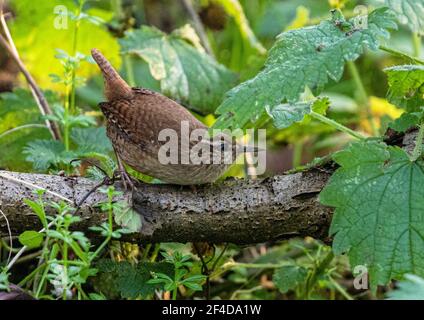 Wren versteckt sich unter einer Brennnessel auf der Suche nach Insekten und Spinnen - Suffolk, England Stockfoto