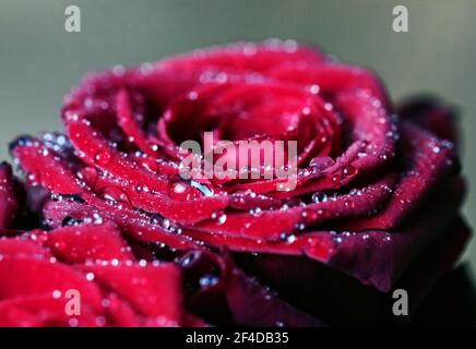 Echte erstaunliche Wassertropfen auf Scharlach blühende Rose für Herz Schöne Stimmung Stockfoto