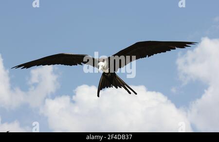 Prachtvoller Fregattvogel (Fregata magnificens, alias man o' war) schwebt hoch in der Luft und sucht nach Fischen, die man fangen oder stehlen kann, ohne auf der Oberfläche zu landen Stockfoto