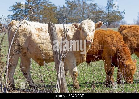 Blassfarbene Charolais-Kuh, die auf einer grünen Weide steht Stockfoto