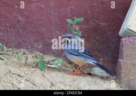 Rotbeinige Thrush, Turdus plumbeus, alleinstehender Erwachsener auf dem Boden, Kuba Stockfoto