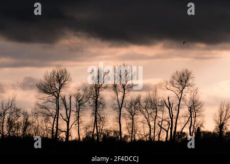 Sonnenuntergang mit hinterleuchteten Baumsilhouetten Stockfoto