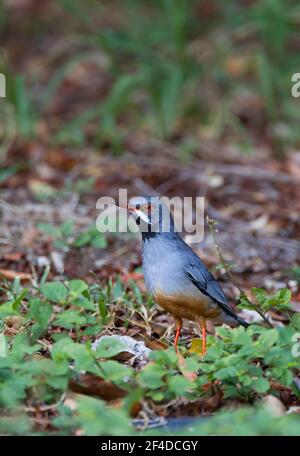 Rotbeinige Thrush, Turdus plumbeus, alleinstehender Erwachsener auf dem Boden, Kuba Stockfoto