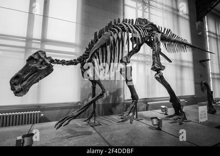 Brüssel, Belgien; Januar 23th 2020: Dinosaurierfossil im Museum der Naturwissenschaften Belgiens Stockfoto