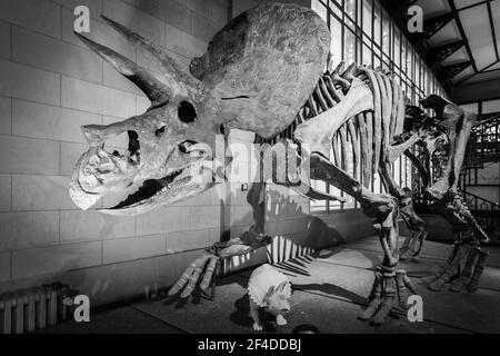 Brüssel, Belgien; Januar 23th 2020: Triceratops Fossil im Museum der Naturwissenschaften Belgiens Stockfoto
