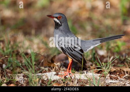 Rotbeinige Thrush, Turdus plumbeus, alleinstehender Erwachsener auf dem Boden, Kuba Stockfoto