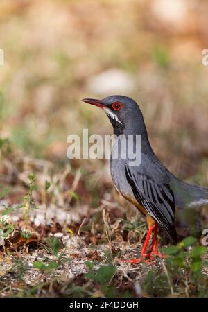 Rotbeinige Thrush, Turdus plumbeus, alleinstehender Erwachsener auf dem Boden, Kuba Stockfoto