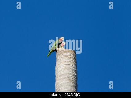 Kubanische Papageien, Amazona leucocephala, ein Paar Erwachsene, die auf einer Palme auf dem Nest sitzen, Kuba Stockfoto