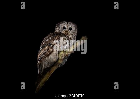 Waldkauz oder Brauneule - Strix aluco mittelgroße Eule in Wäldern quer durch Paläarktis gefunden, blass mit dunklen Streifen, obere Teile sind rufous, braun oder gr Stockfoto