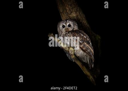 Waldkauz oder Brauneule - Strix aluco mittelgroße Eule in Wäldern quer durch Paläarktis gefunden, blass mit dunklen Streifen, obere Teile sind rufous, braun oder gr Stockfoto