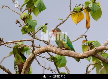 Kubanischer Papagei, Amazona leucocephala, alleinerziehend auf Baum sitzend, Zapata Peninsula, Provinz Matanzas, Kuba Stockfoto