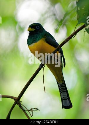 Trogon rufus-Black-throated Trogon, auch yellow-bellied Trogon, in der Nähe von aus der trogon Familie, Trogonidae, Rassen im Tiefland von Hondur Stockfoto