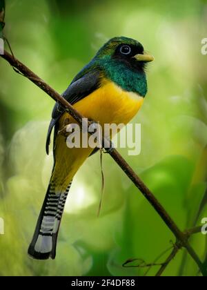 Trogon rufus-Black-throated Trogon, auch yellow-bellied Trogon, in der Nähe von aus der trogon Familie, Trogonidae, Rassen im Tiefland von Hondur Stockfoto