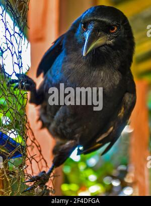 Nahaufnahme eines Raven auf einem Maschenzaun, Dominikanische Republik Stockfoto