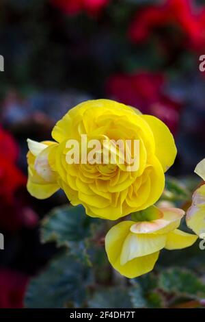 Gelbe und rote Rosen Bokeh Stockfoto