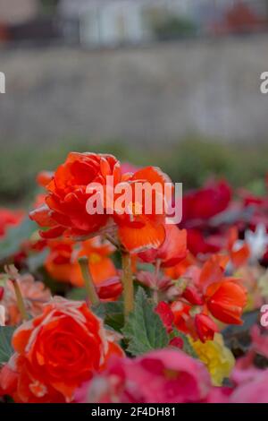 Rot Rosa Weiße Rosen Bokeh Stockfoto