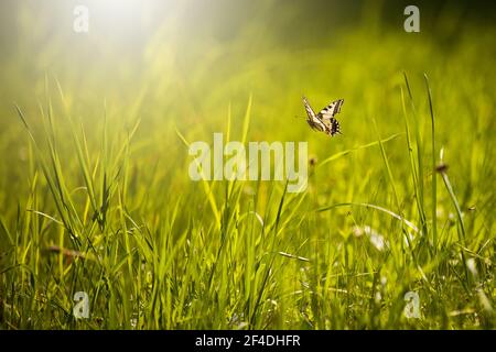 Der alte Schwalbenschwanz fliegt über eine Wiese mit grünem Gras Im Sommer Natur Stockfoto