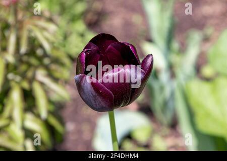 Nahaufnahme einer tief pflaumenfarbenen Tulpe in einem europäisch gestalteten Garten in Kanada, der aus dem Jahr 1830s stammt. Stockfoto