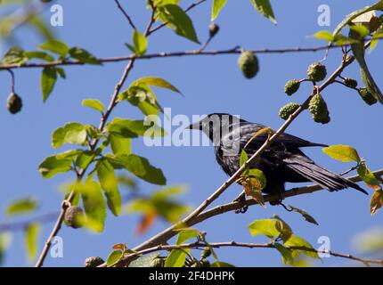 Cuban Blackbird, Tauchgänge atroviolacea, Single adult thront im Baum, Kuba Stockfoto