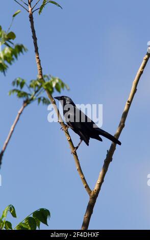 Cuban Blackbird, Tauchgänge atroviolacea, Single adult thront im Baum, Kuba Stockfoto