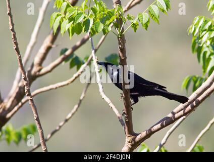 Cuban Blackbird, Tauchgänge atroviolacea, Single adult thront im Baum, Kuba Stockfoto